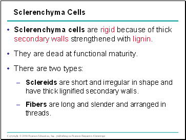 Sclerenchyma Cells