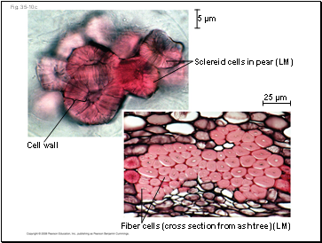 Fig. 35-10c