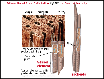 Differentiated Plant Cells in the Xylem - Dead at Maturity