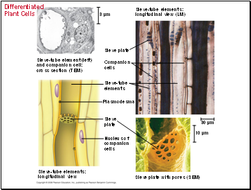 Differentiated Plant Cells