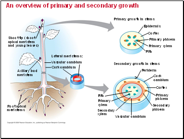 An overview of primary and secondary growth