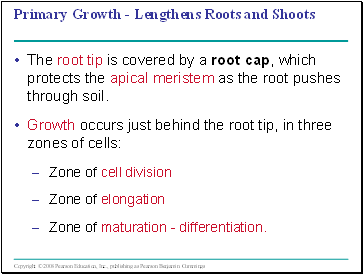 Primary Growth - Lengthens Roots and Shoots