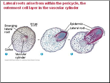Lateral roots arise from within the pericycle, the outermost cell layer in the vascular cylinder