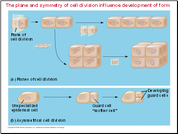 The plane and symmetry of cell division influence development of form