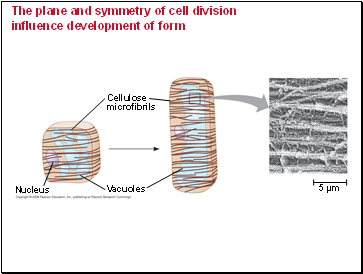 The plane and symmetry of cell division influence development of form