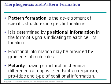 Morphogenesis and Pattern Formation