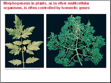 Morphogenesis in plants, as in other multicellular organisms, is often controlled by homeotic genes