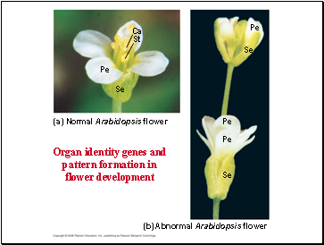(a) Normal Arabidopsis flower