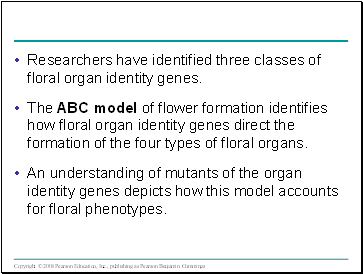 Researchers have identified three classes of floral organ identity genes.