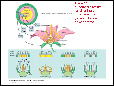The ABC hypothesis for the functioning of organ identity genes in flower development