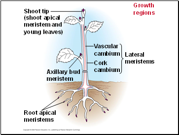 Growth regions