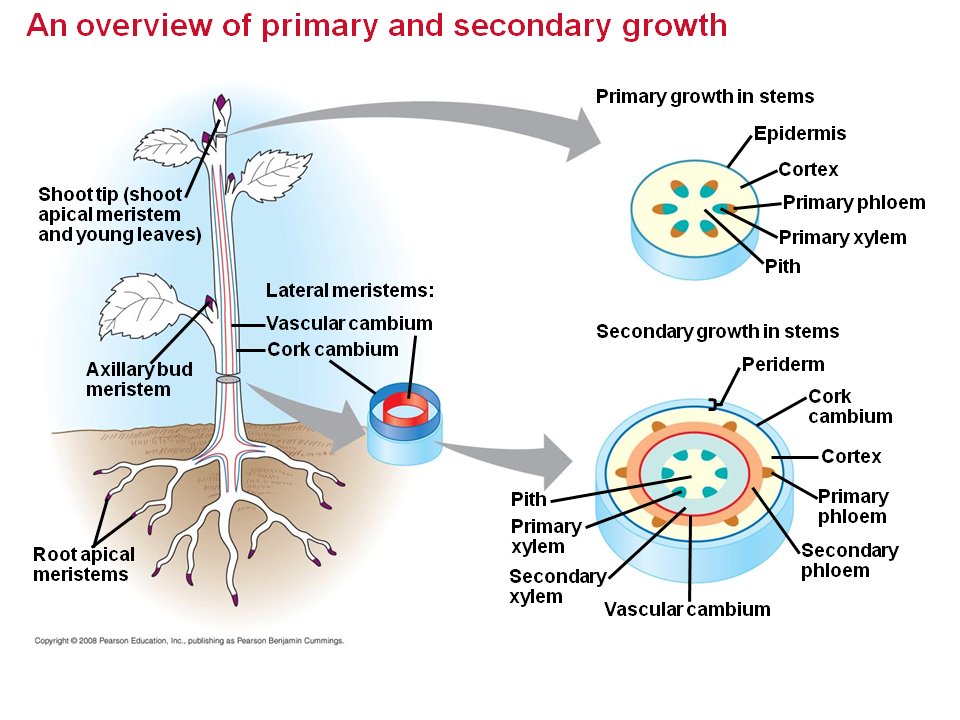 Primary Growth Lengthens Roots and Shoots