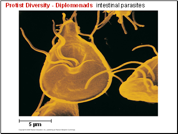 Protist Diversity - Diplomonads intestinal parasites