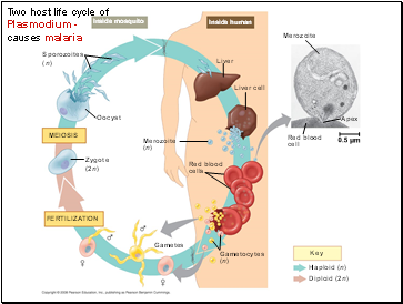 Two host life cycle of Plasmodium - causes malaria