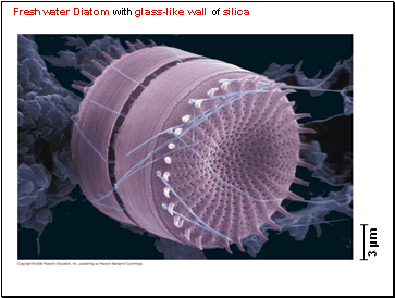 Freshwater Diatom with glass-like wall of silica