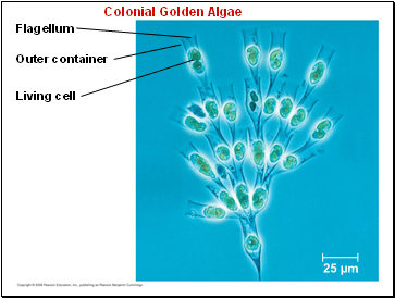 Colonial Golden Algae