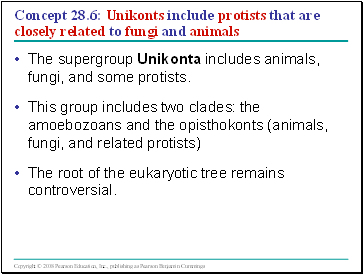 Concept 28.6: Unikonts include protists that are closely related to fungi and animals