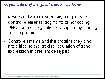 Organization of a Typical Eukaryotic Gene
