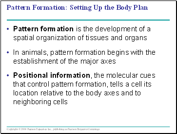 Pattern Formation: Setting Up the Body Plan