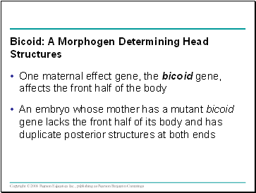 One maternal effect gene, the bicoid gene, affects the front half of the body