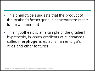 This phenotype suggests that the product of the mothers bicoid gene is concentrated at the future anterior end