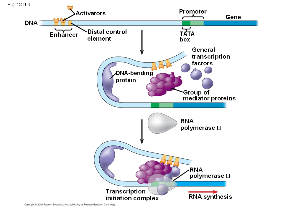 Regulation Of Gene Expression Presentation Biology
