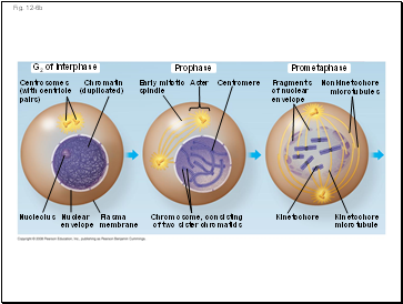 Water relations in plant cells