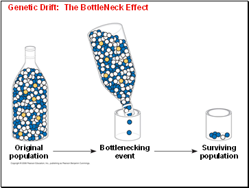 Genetic Drift: The BottleNeck Effect