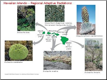Hawaiian Islands -- Regional Adaptive Radiations