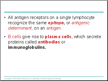 All antigen receptors on a single lymphocyte recognize the same epitope, or antigenic determinant, on an antigen.