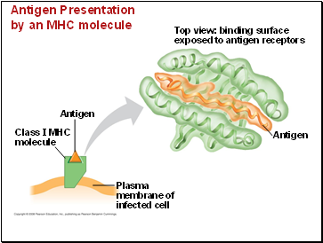 Antigen Presentation by an MHC molecule