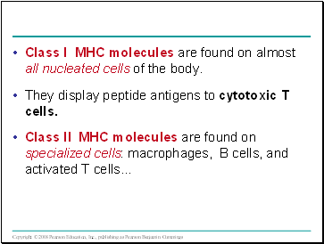 Class I MHC molecules are found on almost all nucleated cells of the body.