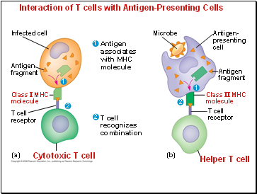 Interaction of T cells with Antigen-Presenting Cells