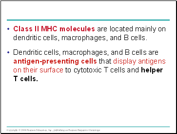 Class II MHC molecules are located mainly on dendritic cells, macrophages, and B cells.