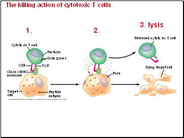 The killing action of cytotoxic T cells