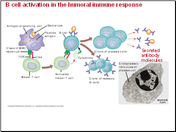 B cell activation in the humoral immune response
