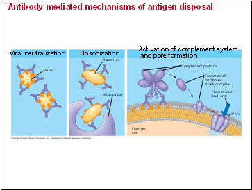 Antibody-mediated mechanisms of antigen disposal