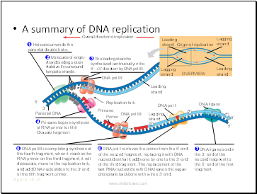 A summary of DNA replication