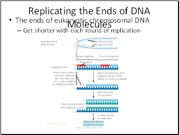 Replicating the Ends of DNA Molecules