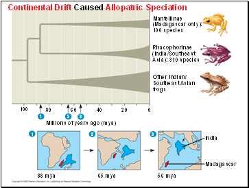 Continental Drift Caused Allopatric Speciation