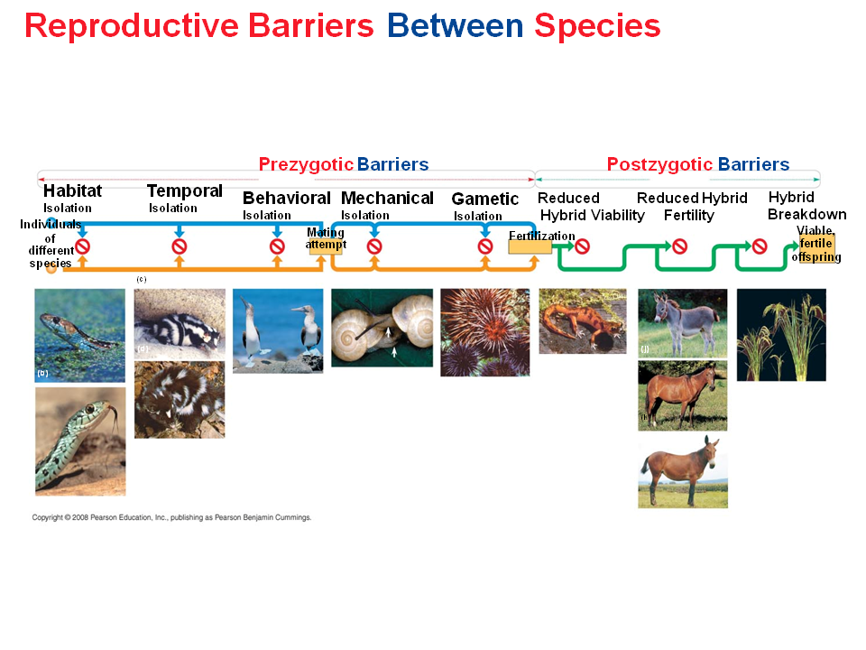 Other Definitions Of Species