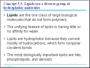 Concept 5.3: Lipids are a diverse group of hydrophobic molecules