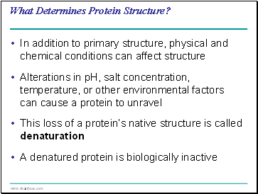 What Determines Protein Structure?