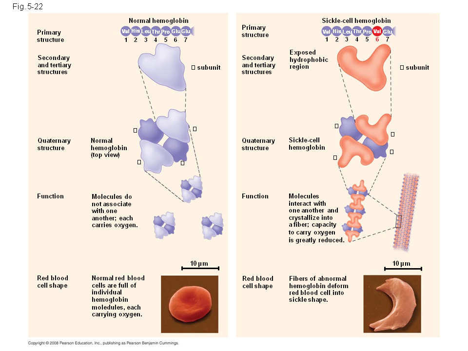 Sickle Cell Disease A Change In Primary Structure A Slight Change In Primary Structure Can Affect