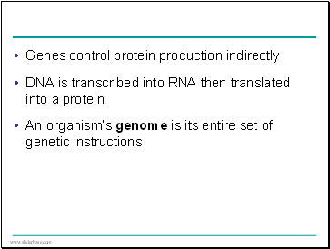 Genes control protein production indirectly