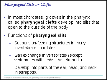 Pharyngeal Slits or Clefts