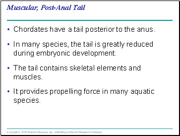 Muscular, Post-Anal Tail