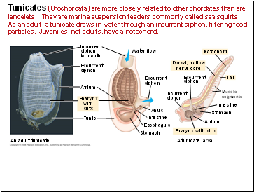 Tunicates (Urochordata) are more closely related to other chordates than are lancelets. They are marine suspension feeders commonly called sea squirts. As an adult, a tunicate draws in water through an incurrent siphon, filtering food particles. Juveniles, not adults, have a notochord.