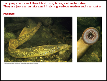 Lampreys represent the oldest living lineage of vertebrates. They are jawless vertebrates inhabiting various marine and freshwater habitats.