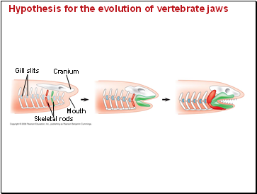 Hypothesis for the evolution of vertebrate jaws